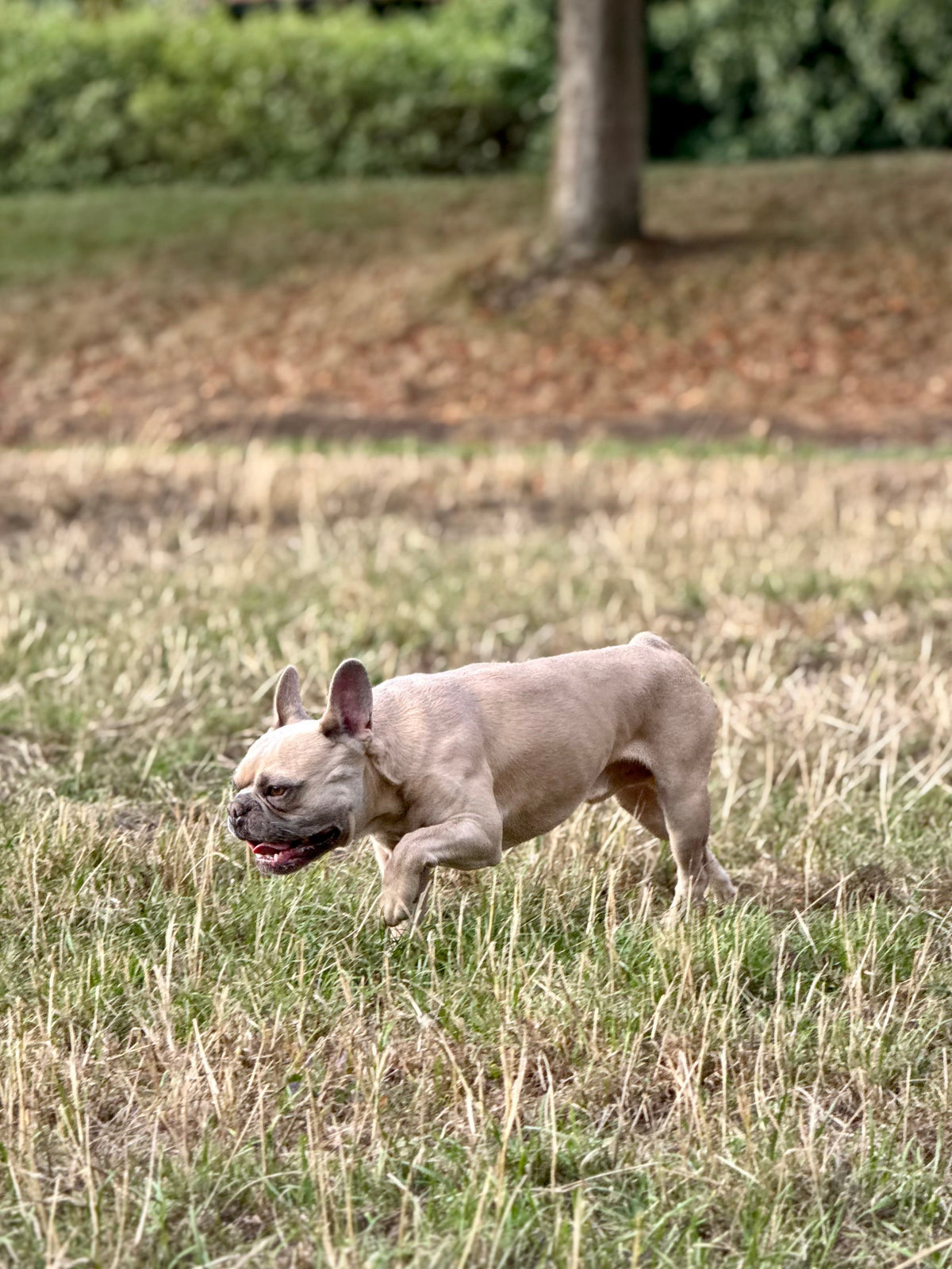 Is your dog in optimal condition?