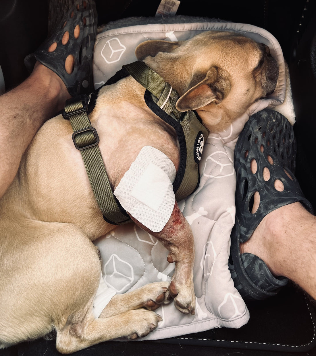 🐾 Why Collagen Became a Staple for Our Dogs