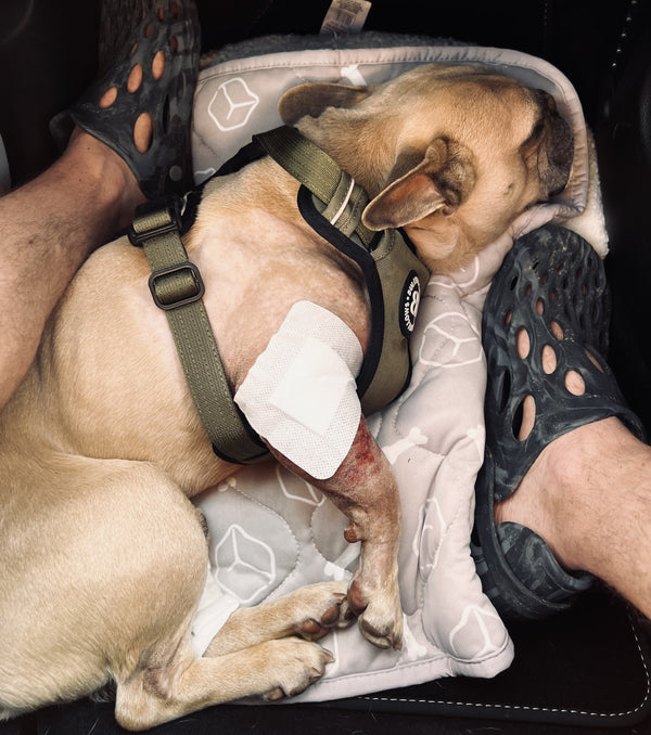 🐾 Why Collagen Became a Staple for Our Dogs