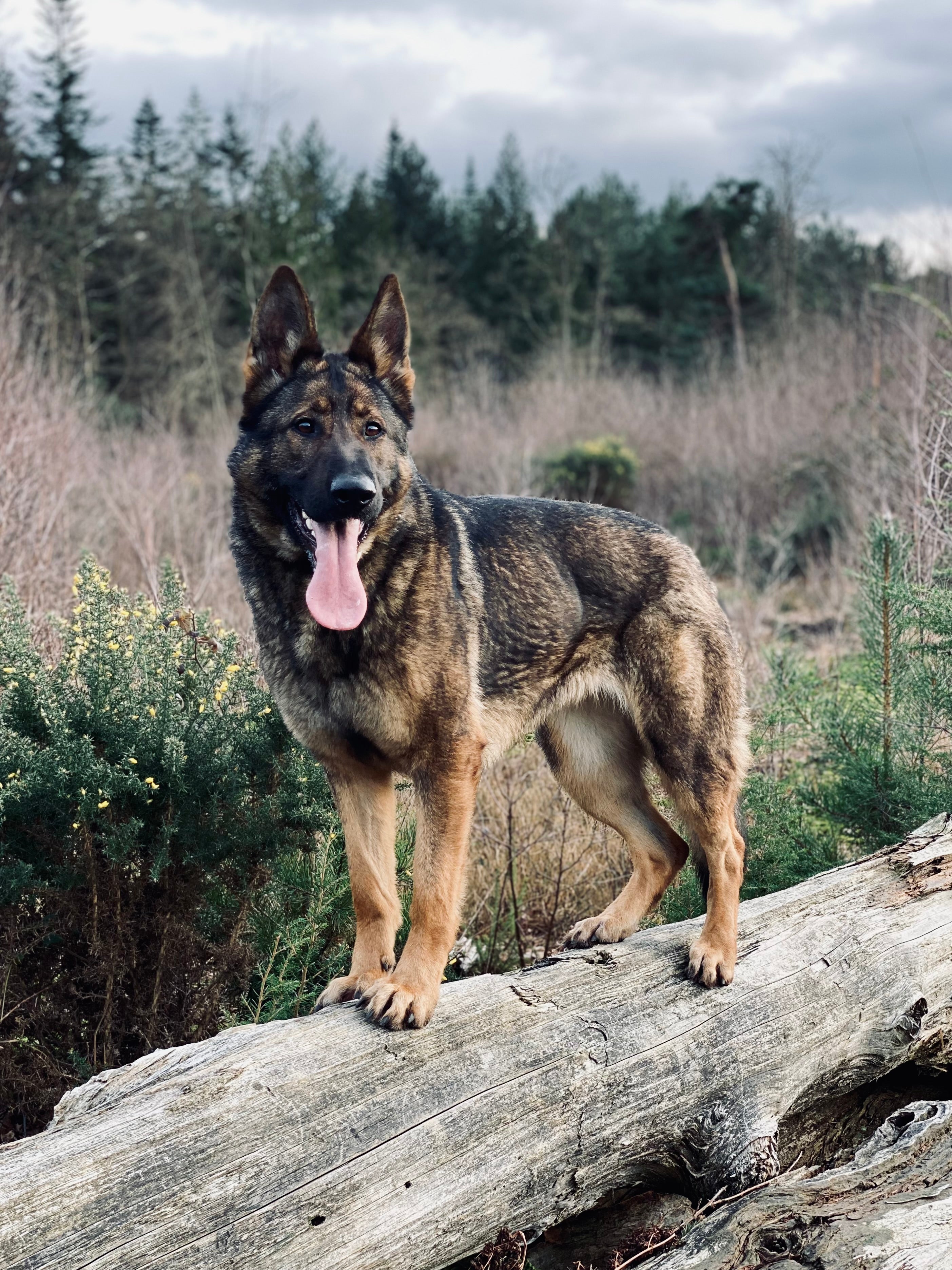 🐾 Bone Broth for Dogs: Why We've Gone Back to Basics