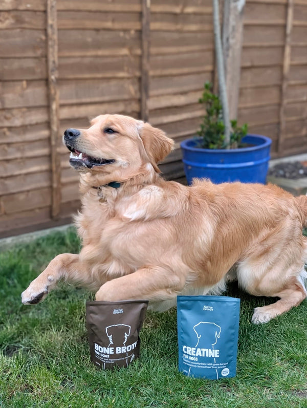 Conor & Kathryn with Spud the Golden Retriever