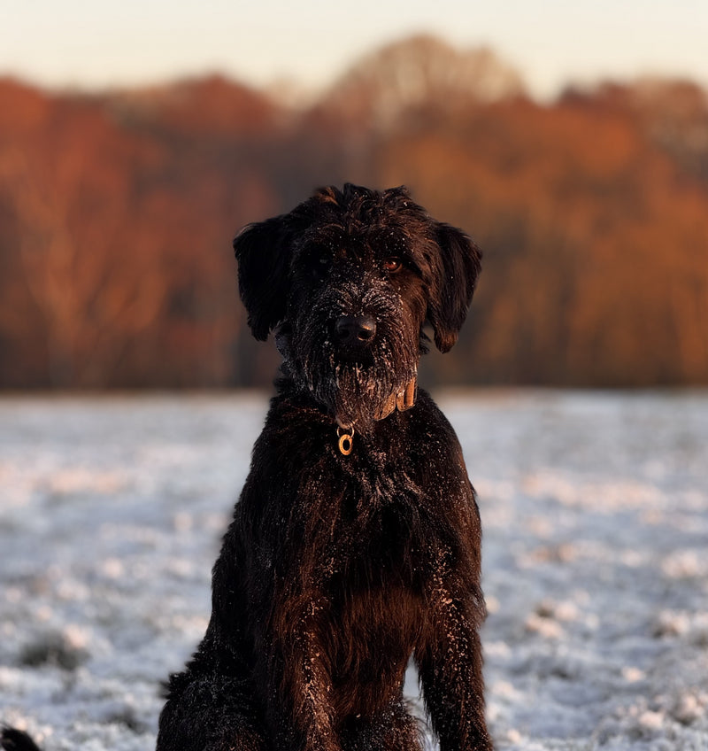 Find the exact dose for your dog