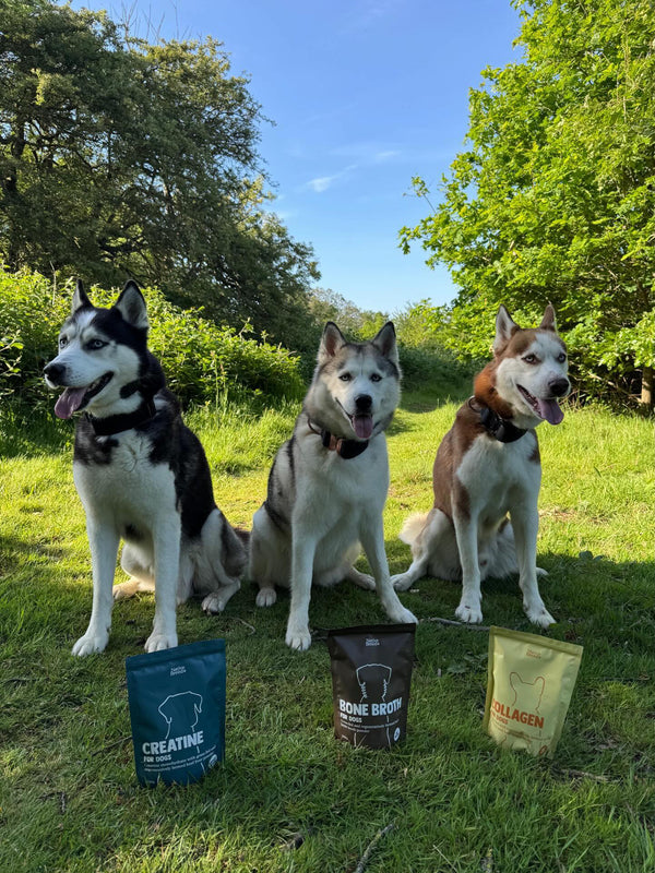 Zainab with Hunter, Nala and Koda, the Huskies
