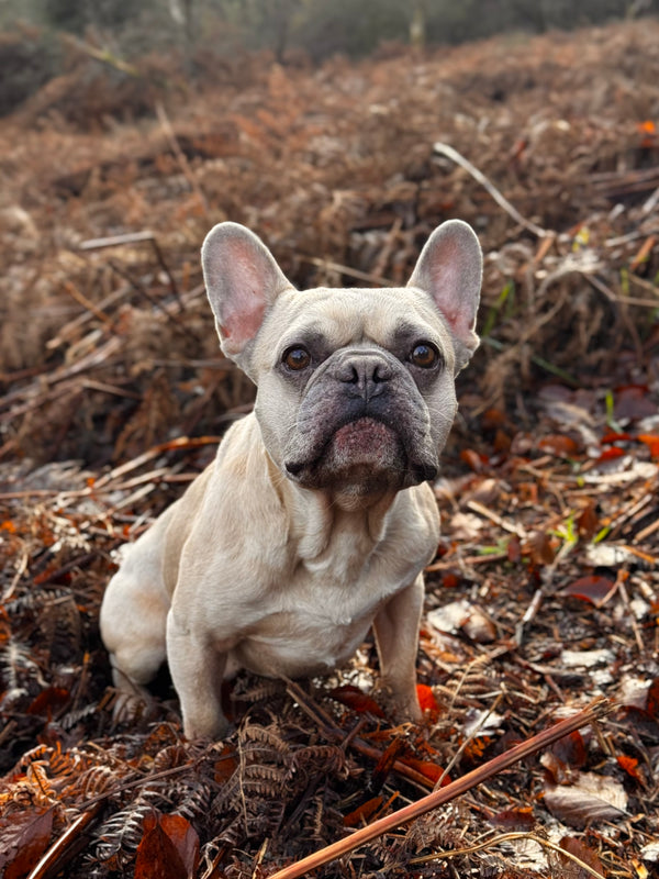 Jamie & Sophie, Native Breed founders